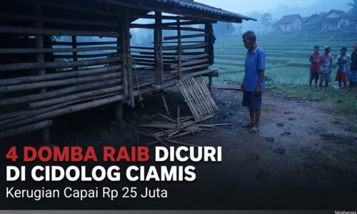 Modus Licik, Maling Beraksi Dini Hari! 4 Ekor Domba Garut Senilai Rp 25 Juta Raib di Cidolog Ciamis