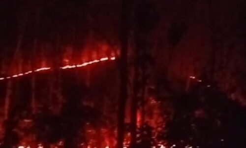5 Hektare Kebun Warga Ludes Terbakar di Pamarican, Begini Perjuangan Warga dan Petugas Padamkan Api